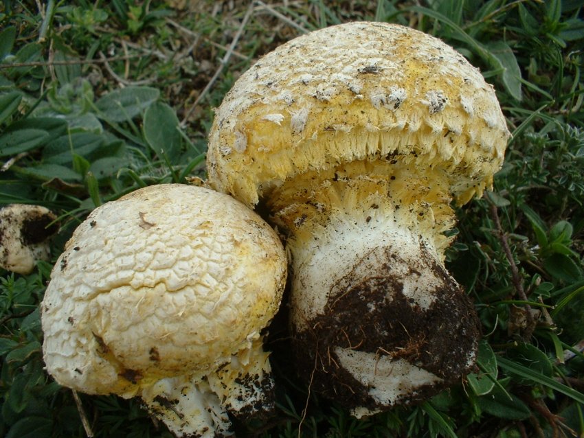 Floccularia luteovirens